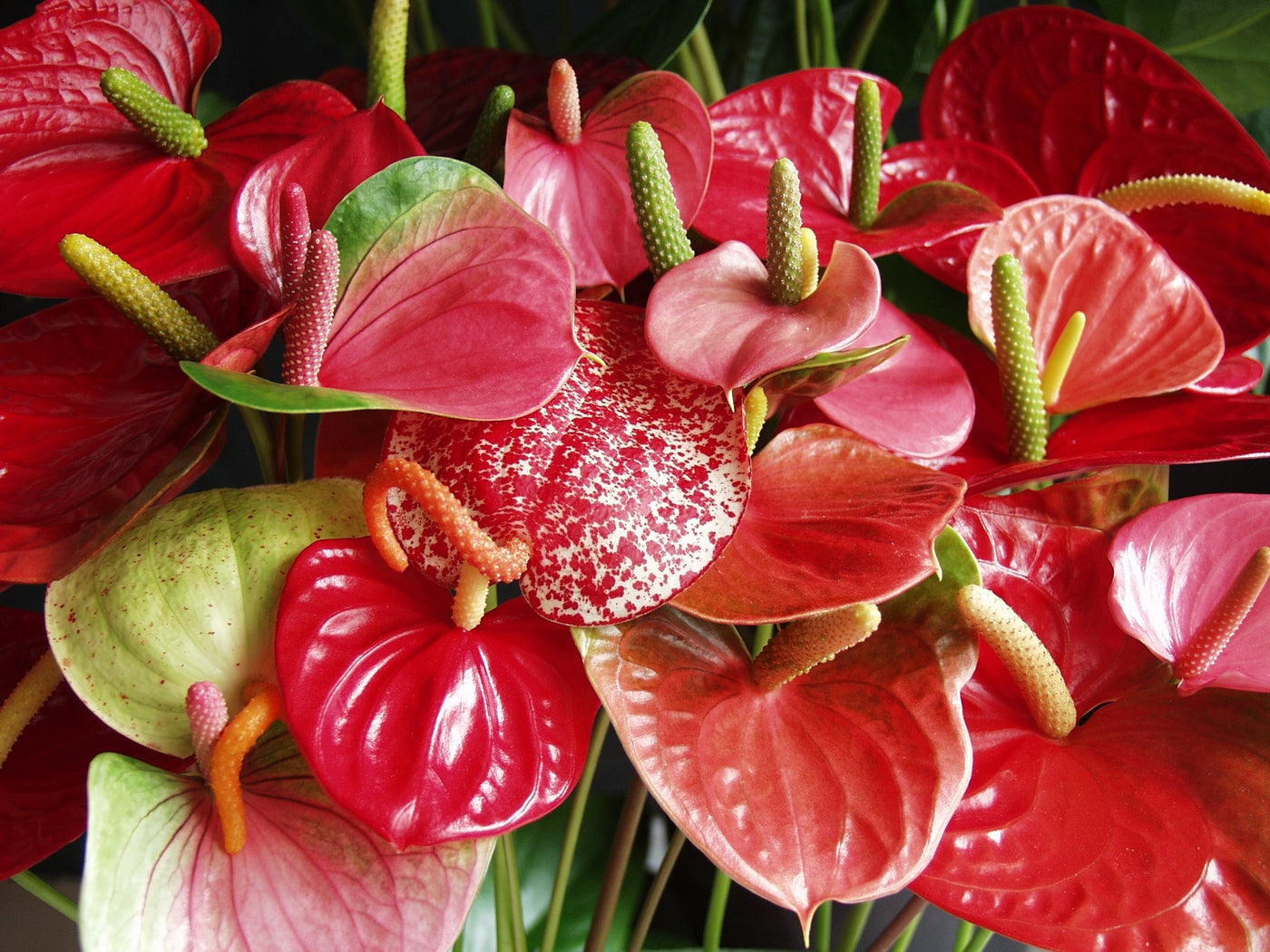 Anthurium Rouge – Plante D'Intérieur