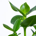 Clusia Rosea Princess – Plante D'Intérieur