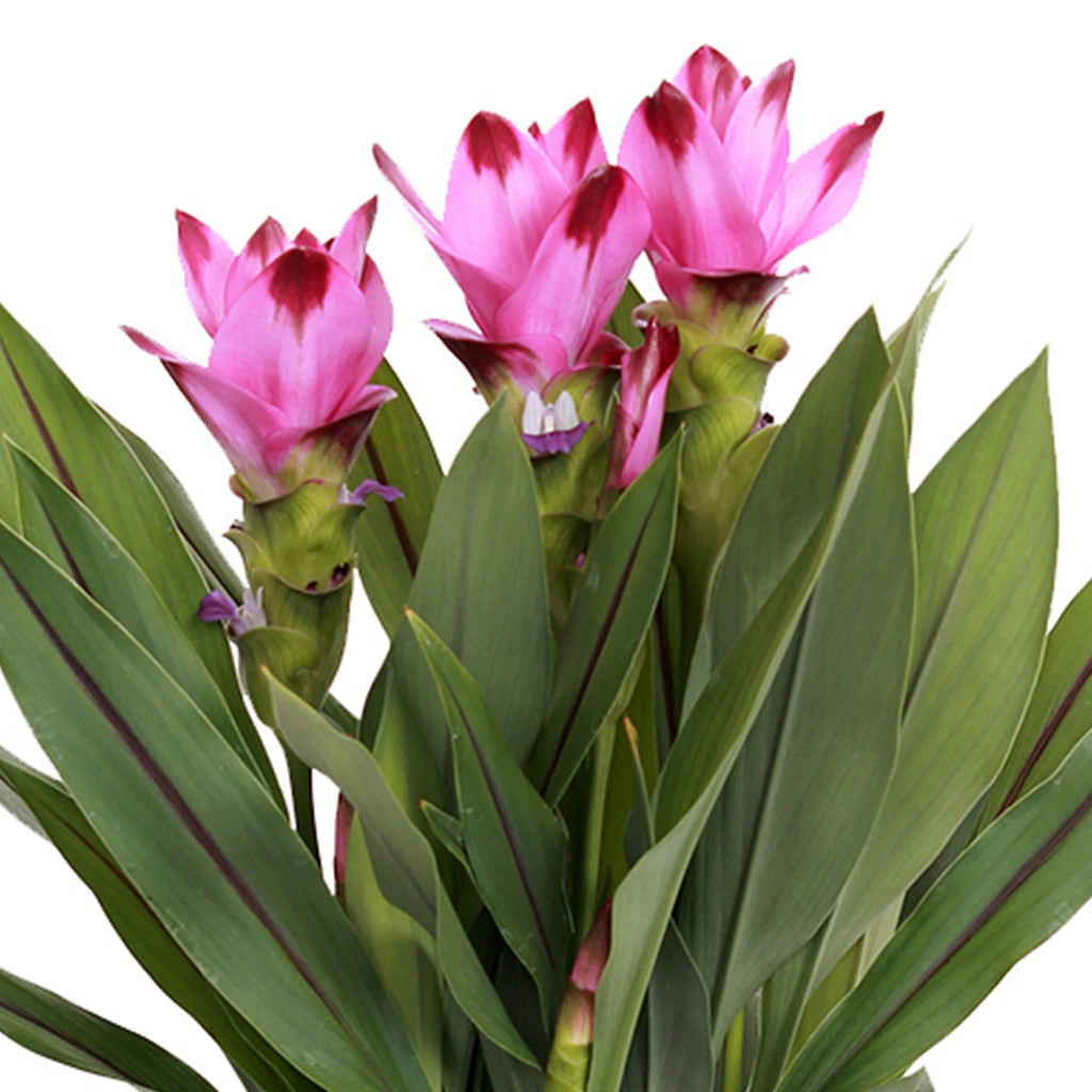 Curcuma Siam – Houseplant