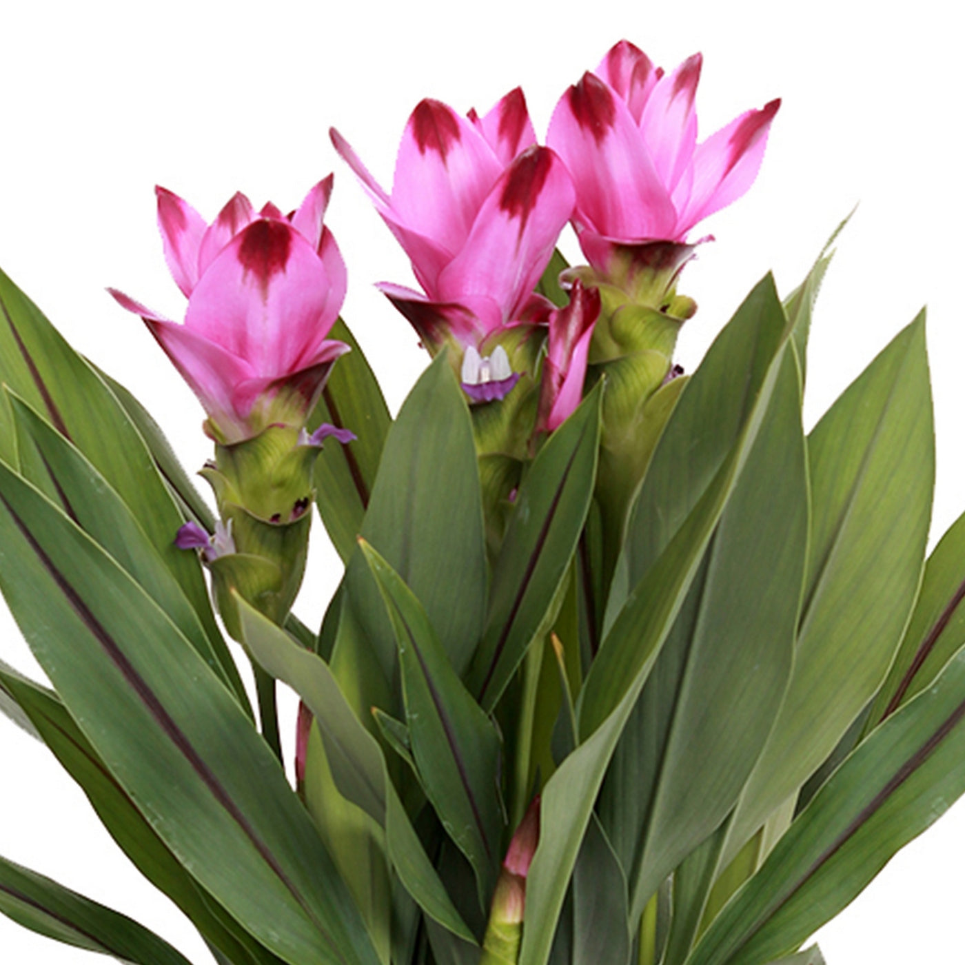 Curcuma Siam – Houseplant