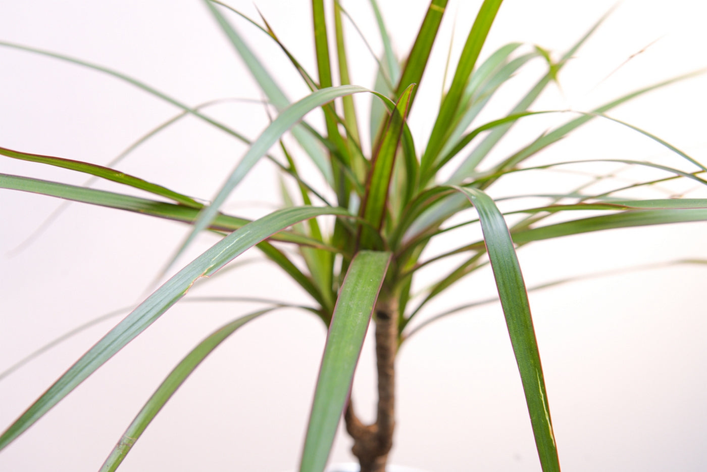 Dracaena Marginata – Plante D'Intérieur