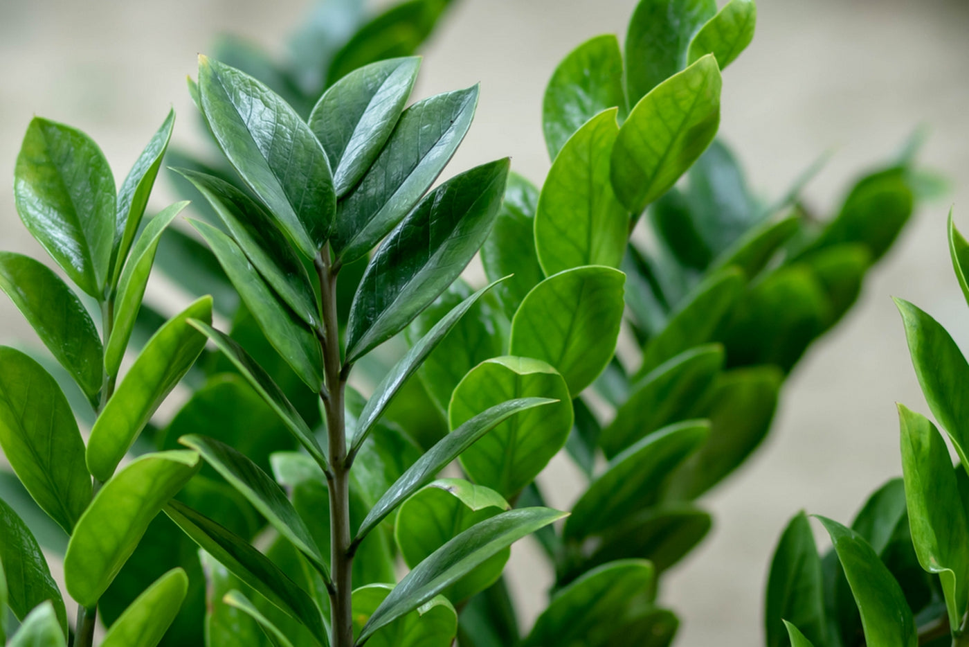 Zamioculcas Zz – Plante D'Intérieur