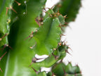Euphorbe Cactus Cowboy – Plante D'Intérieur