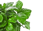 Set Of 2 Arabica Coffee Plants – Houseplant