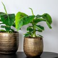Bananier Musa Tropicana – Plante D'Intérieur