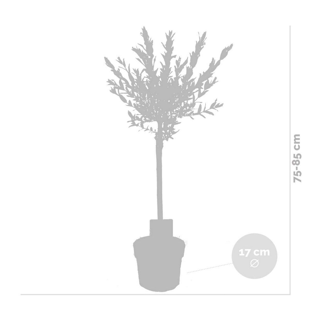 Lot De 2 Salix Flamingo – Plante D'Extérieur