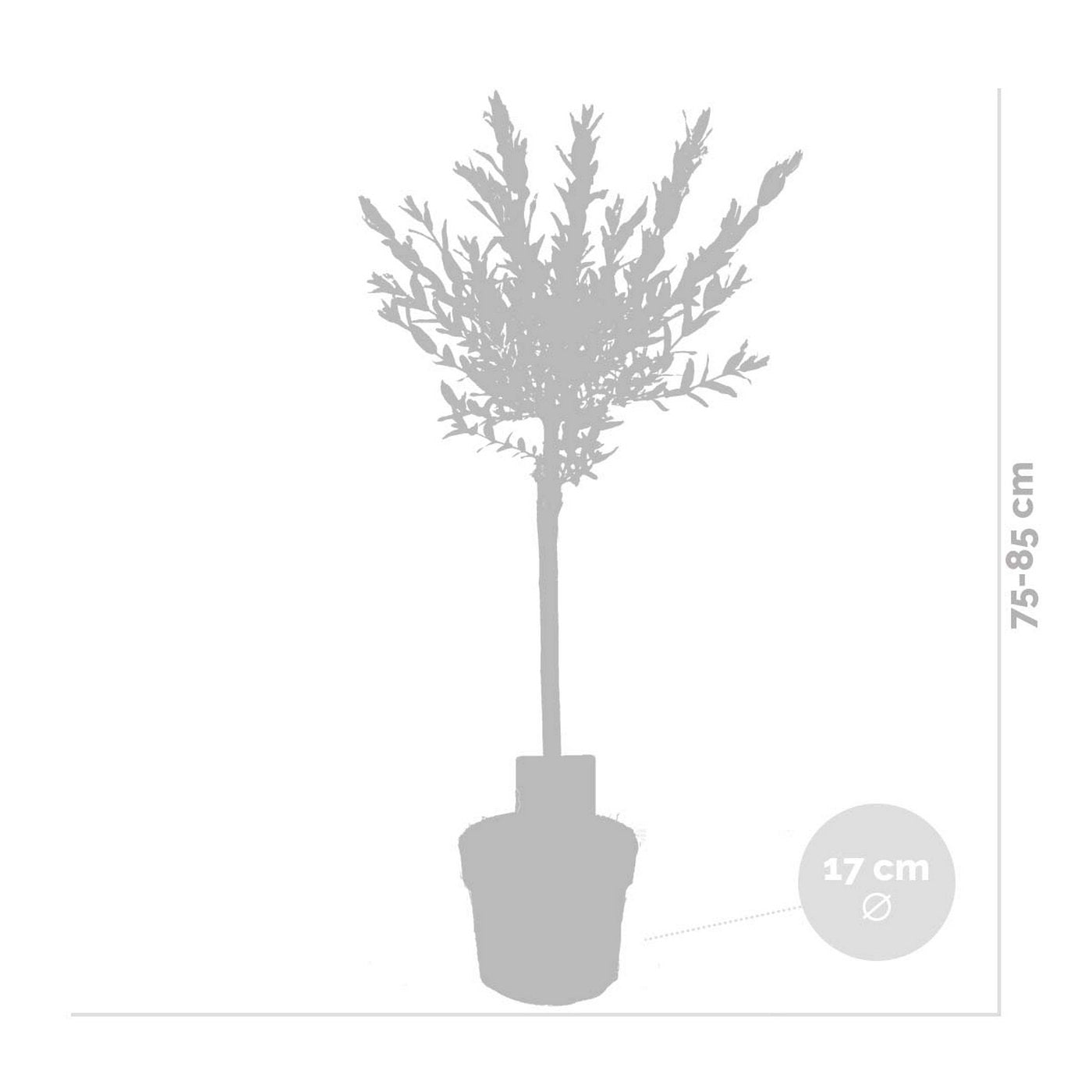 Lot De 2 Salix Flamingo – Plante D'Extérieur