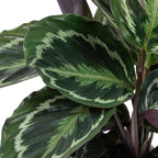 Calathéa Médaillon – Plante D'Intérieur