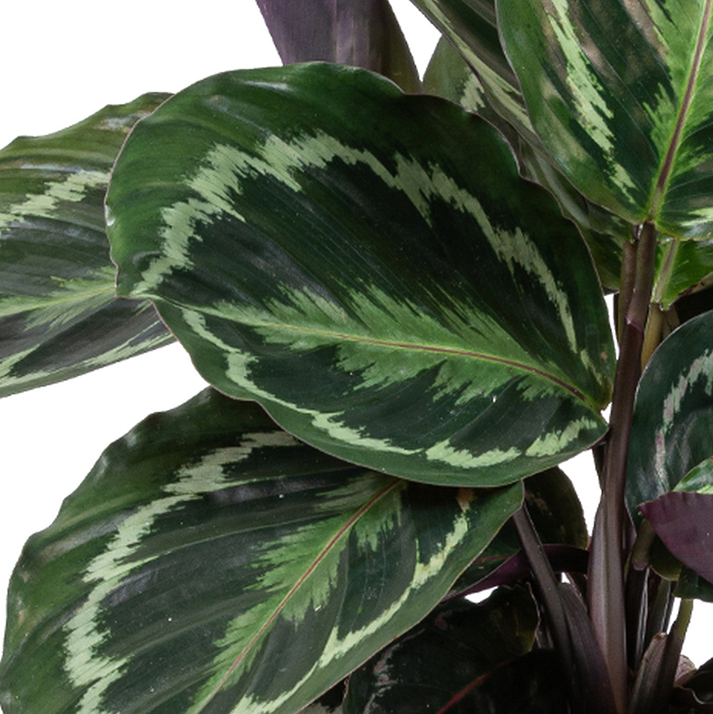 Calathéa Médaillon – Plante D'Intérieur