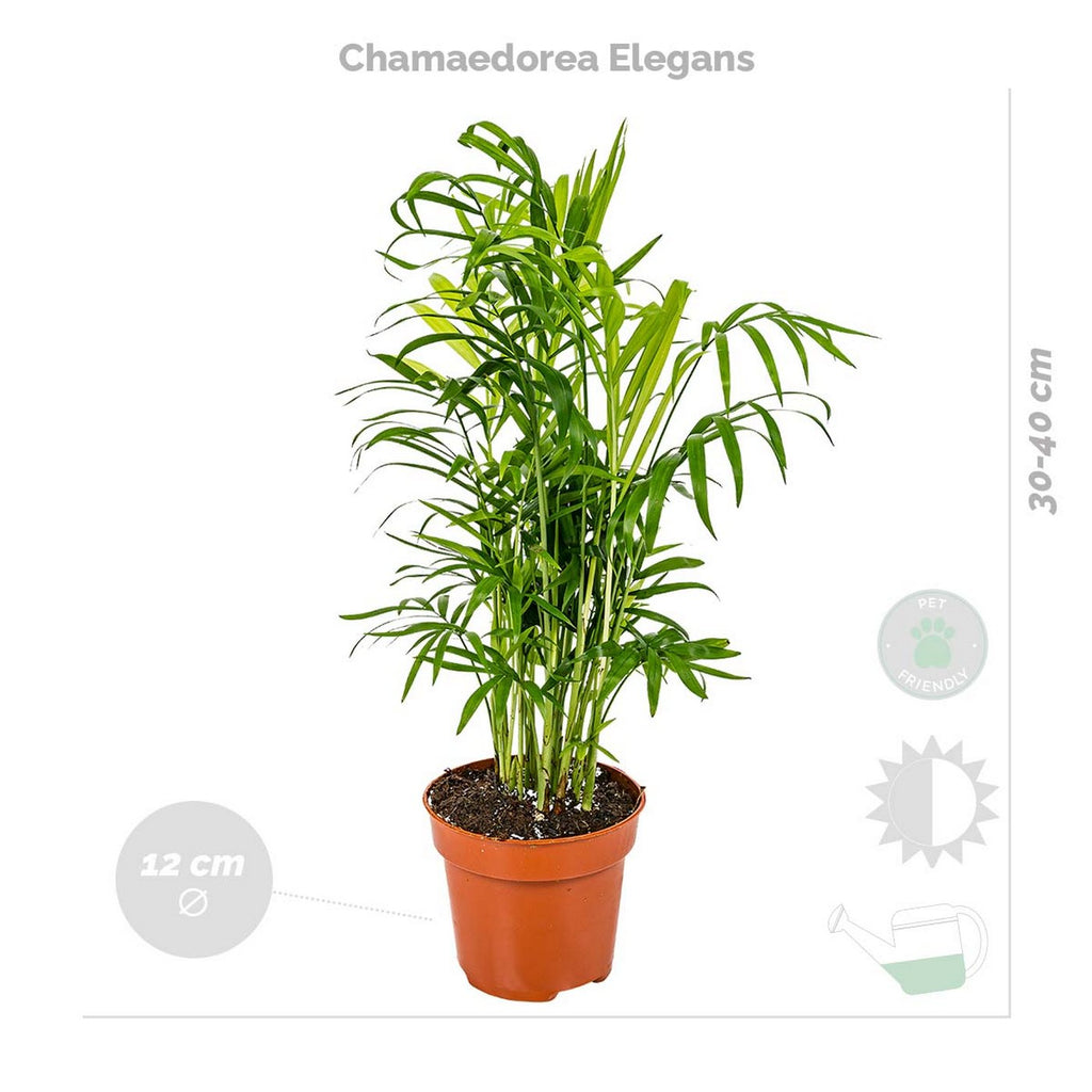 Lot De 4 Plantes Pet-Friendly – Plante D'Intérieur