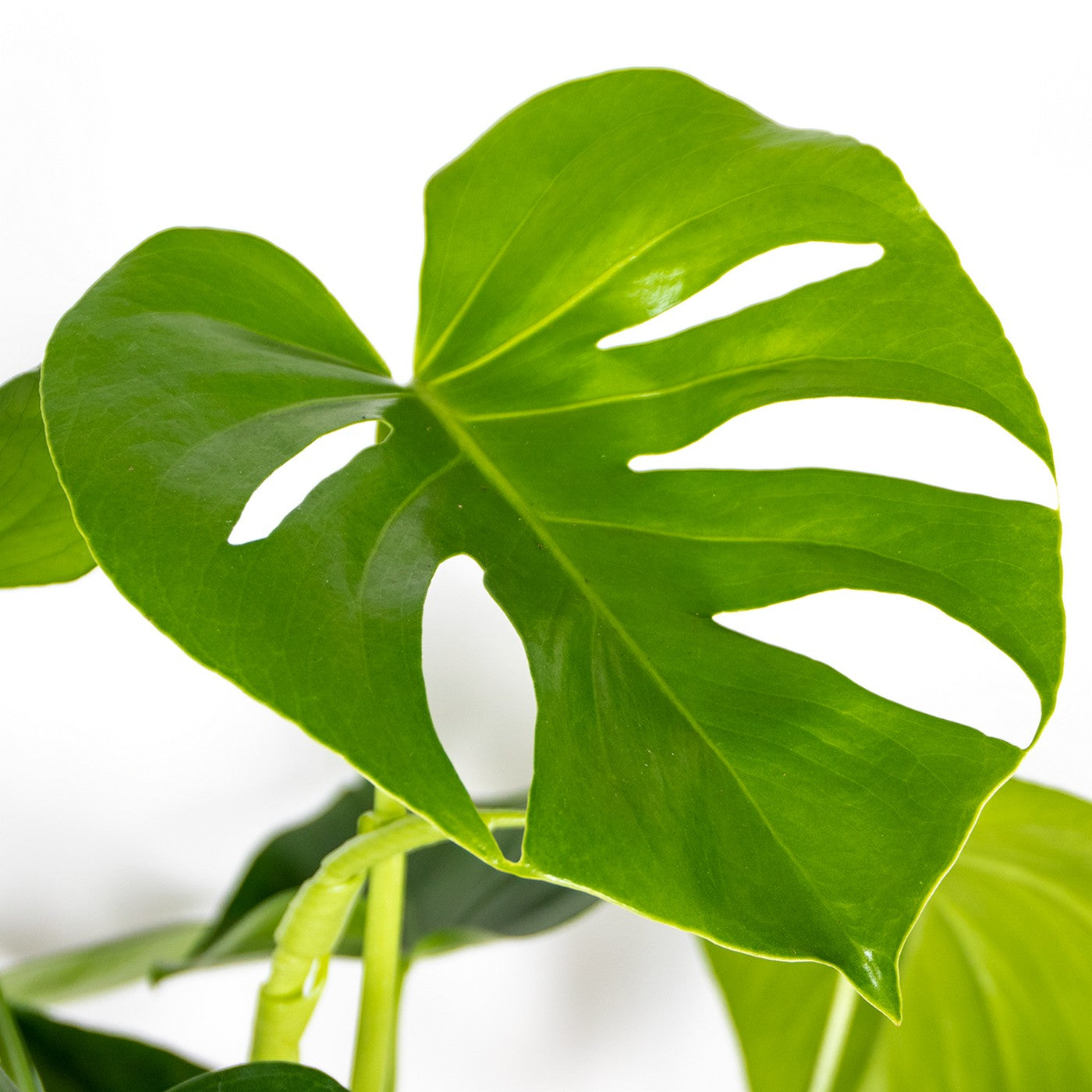 Monstera Deliciosa – Plante D'Intérieur