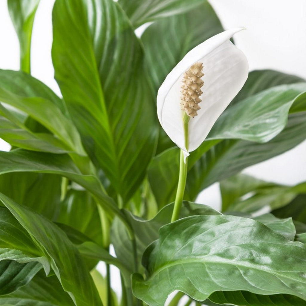 Spathiphyllum Bingo Cupido – Houseplant