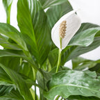 Spathiphyllum Bingo Cupido – Houseplant