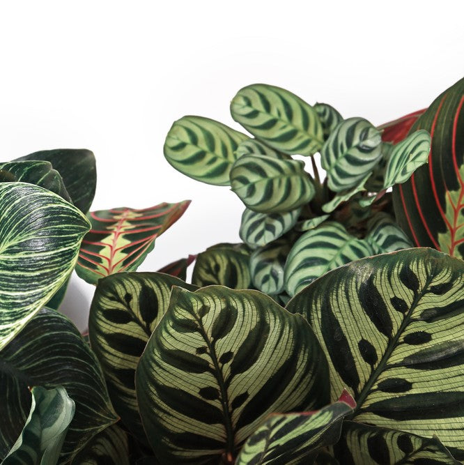 Lot De 2 Calathéa Médaillon Et Orbifolia – Plante D'Intérieur