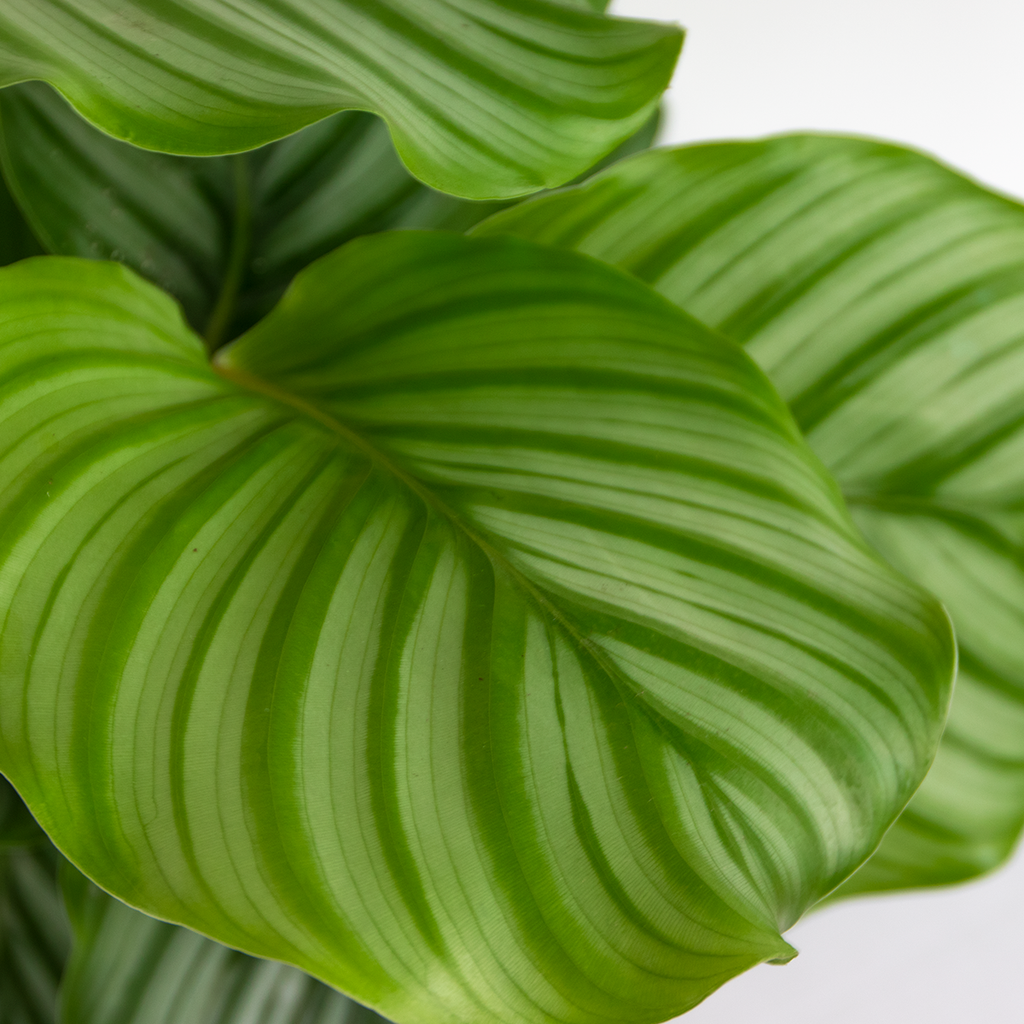 Calathéa Orbifolia – Plante D'Intérieur