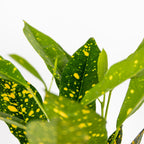 Codiaeum Sunny Star – Plante D'Intérieur