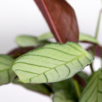 Ctenanthe Amagris – Plante D'Intérieur