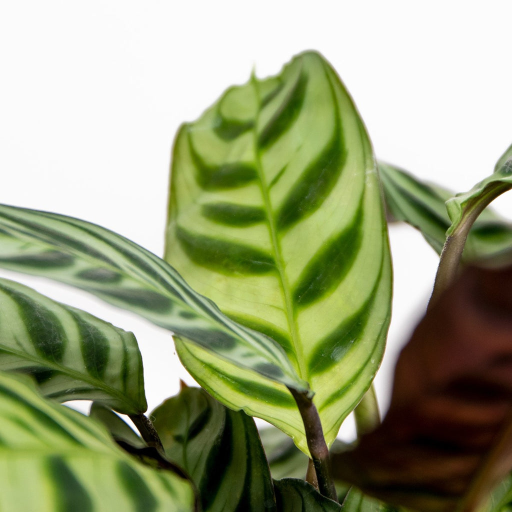 Ctenanthe Burle-Marxii – Plante D'Intérieur