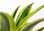 Dracaena Lemon Lime – Plante D'Intérieur
