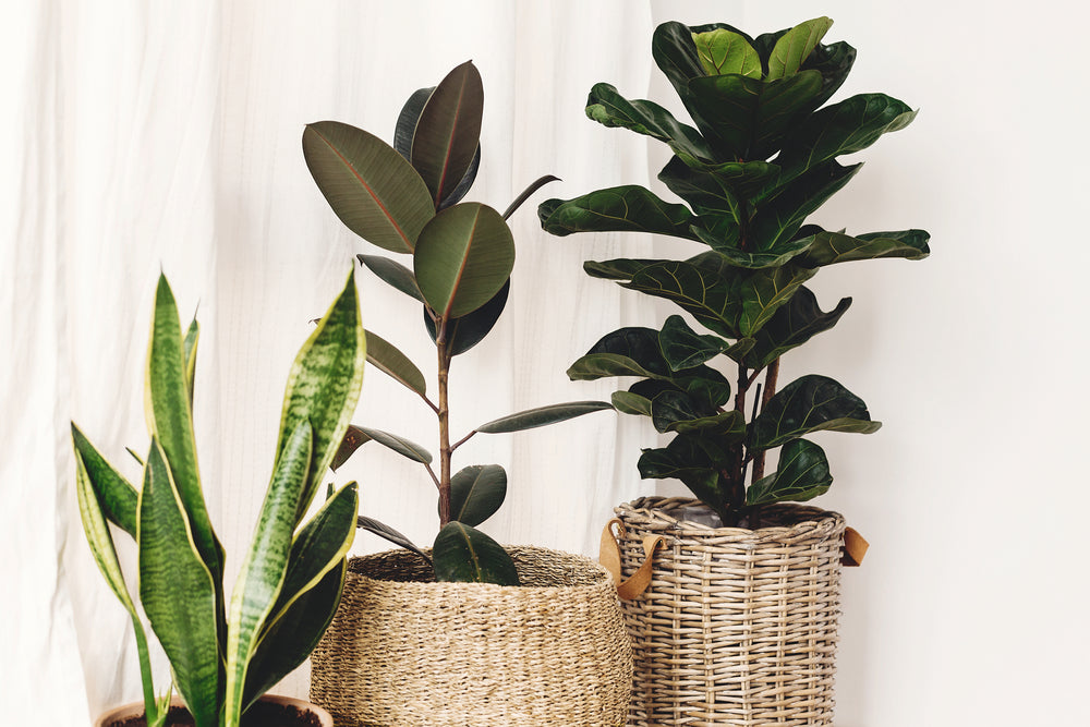 Ficus Lyrata – Plante D'Intérieur