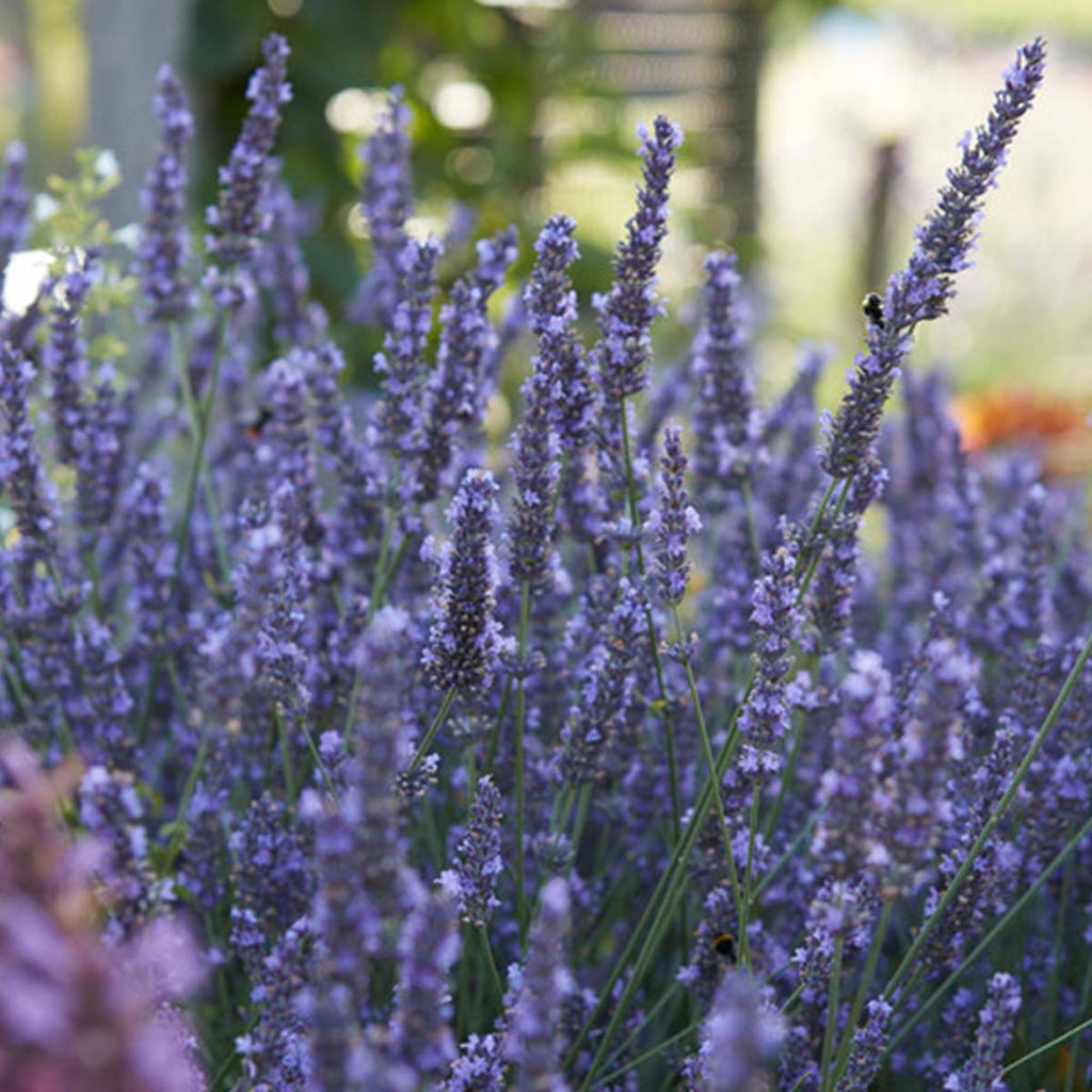 Lot De 6 Lavandes – Plante D'Extérieur