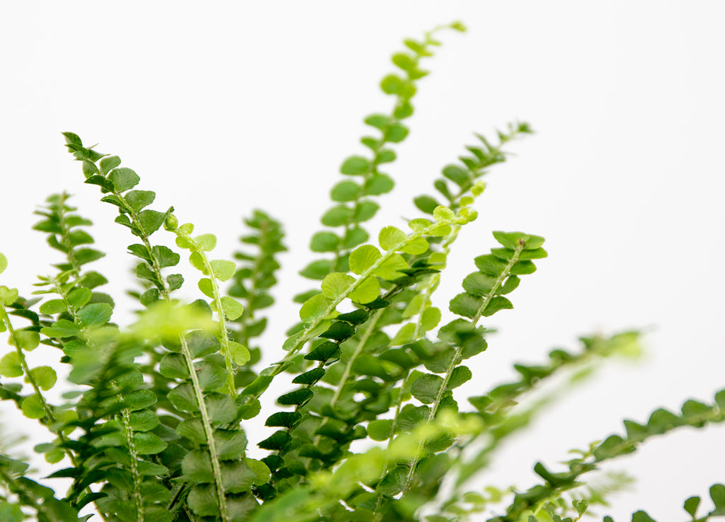 Nephrolepis Duffii – Plante D'Intérieur