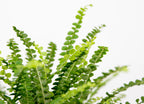 Nephrolepis Duffii – Plante D'Intérieur