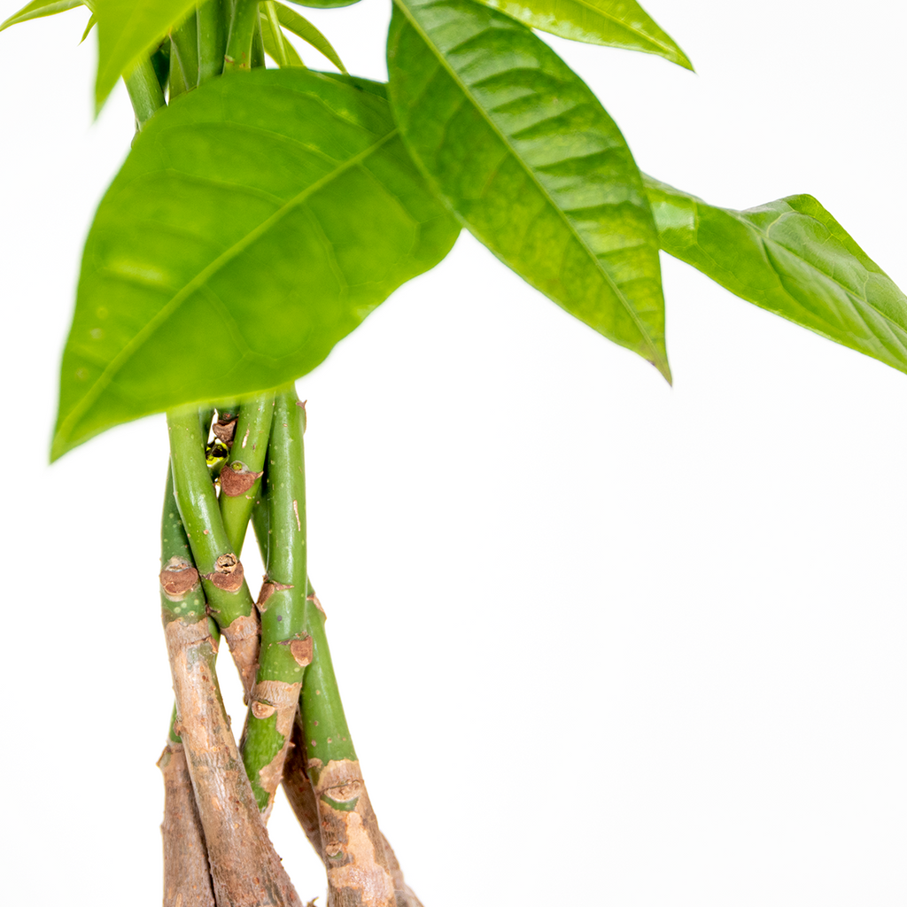 Pachira Money Tree – Indoor Plant