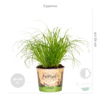Mix of 3 Pet-Friendly Plants – Houseplant