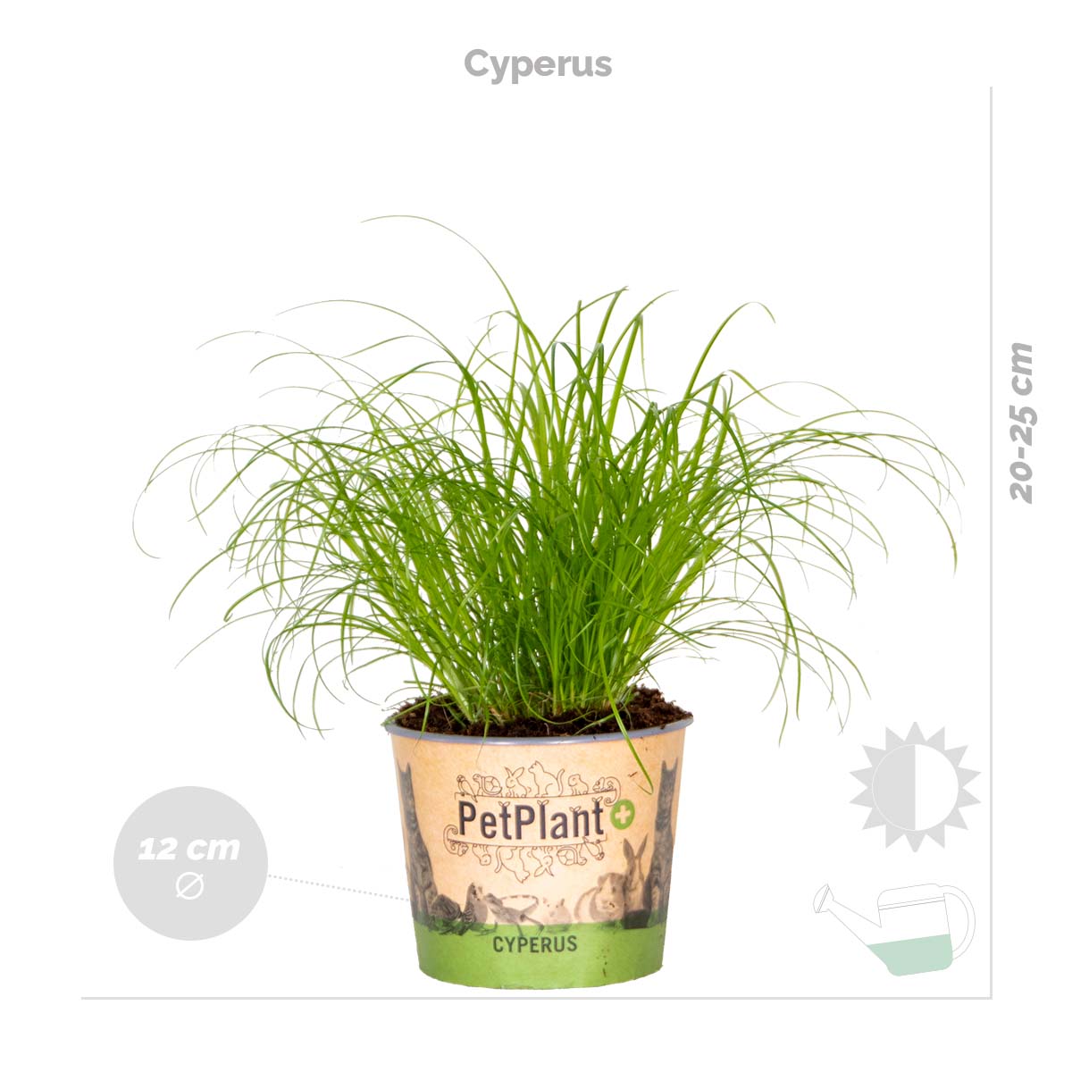 Mix of 3 Pet-Friendly Plants – Houseplant