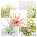 Mélange De 5 Tillandsias – Plante D'Intérieur