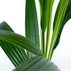 Cocos Nucifera – Indoor Plant