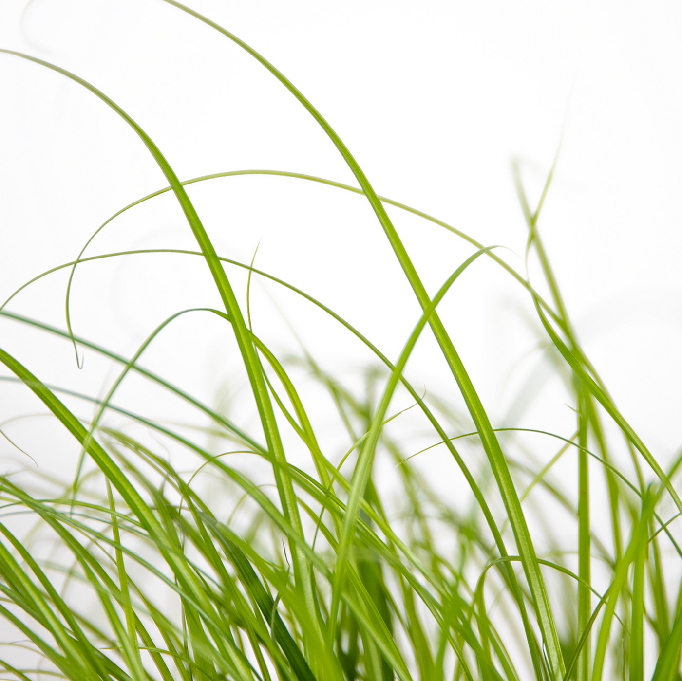 Lot De 3 Cyperus Zumula Herbe À Chat – Plante D'Intérieur
