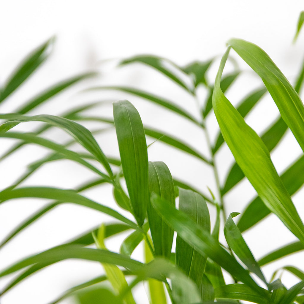 Chamaedorea Elegans – Plante D'Intérieur