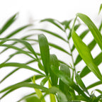 Chamaedorea Elegans – Plante D'Intérieur