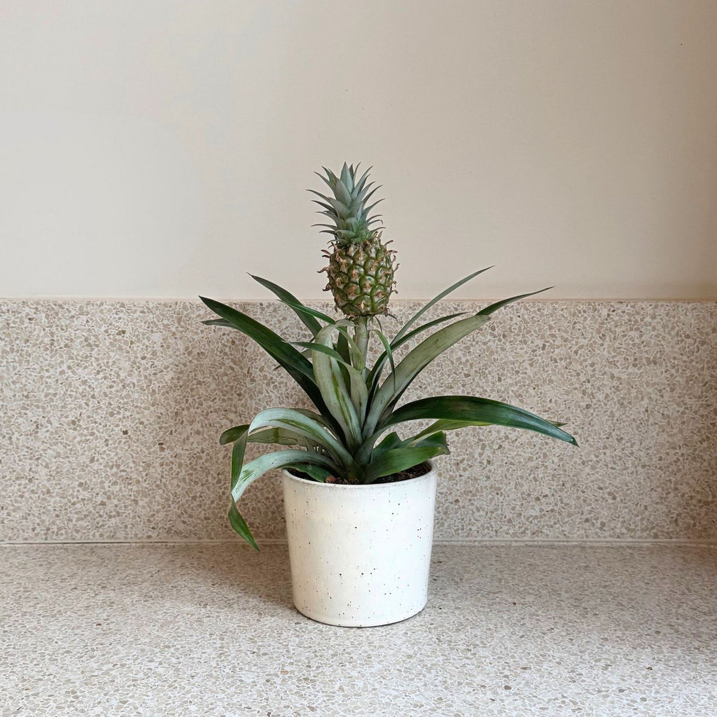 Ananas Mi Amigo – Plante D'Intérieur