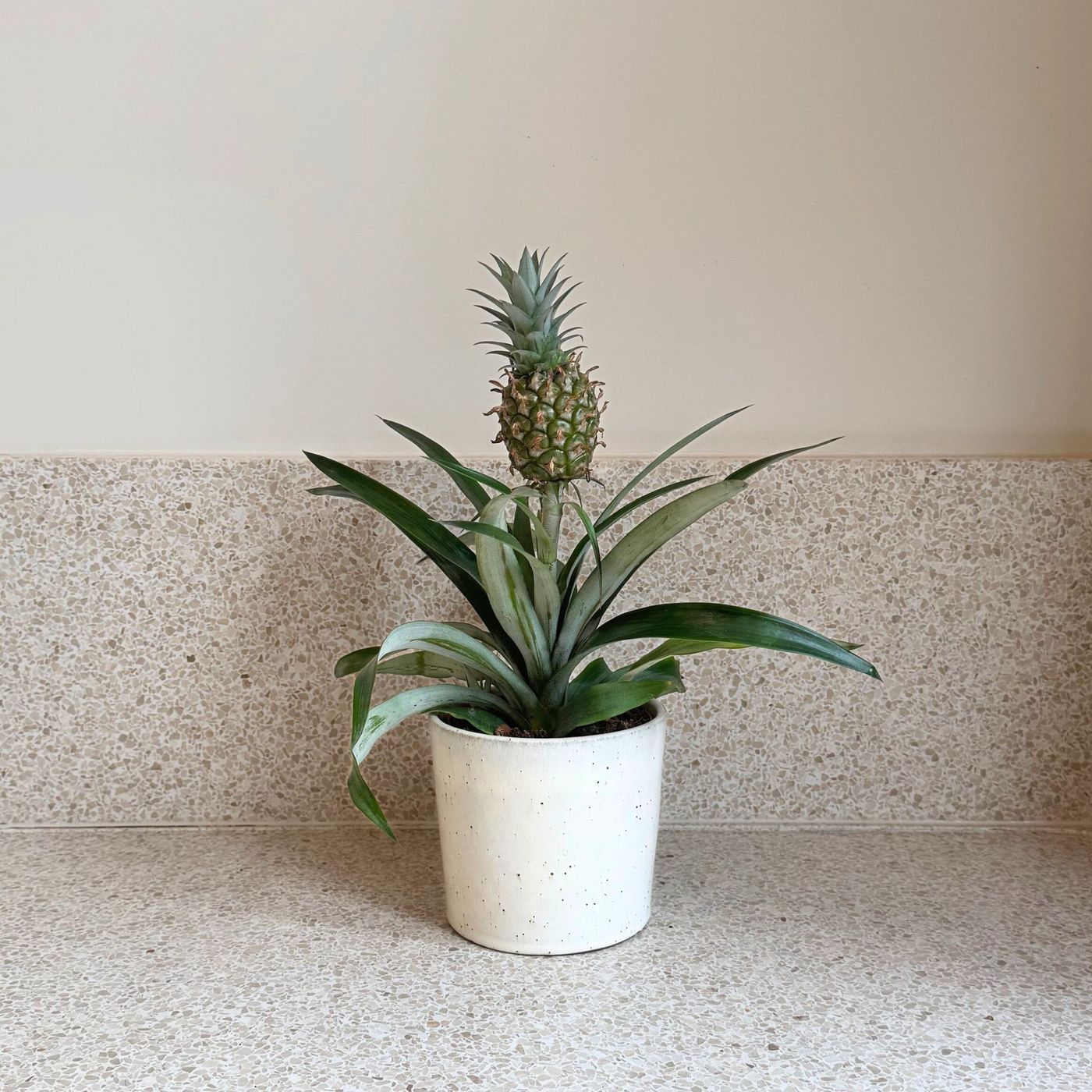Ananas Mi Amigo – Plante D'Intérieur
