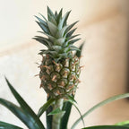 Ananas Mi Amigo – Plante D'Intérieur