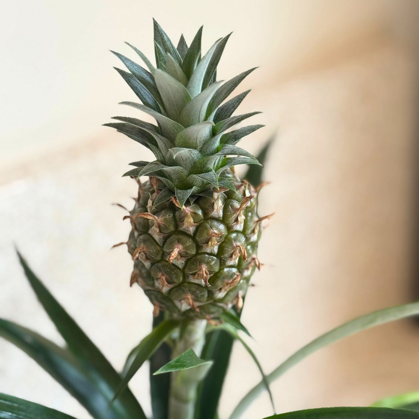 Ananas Mi Amigo – Plante D'Intérieur