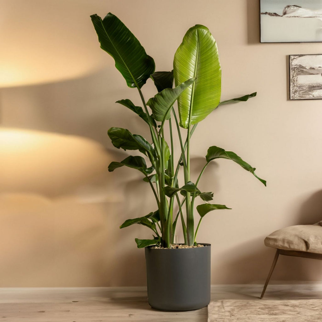 Strelitzia Nicolai Xxl – Plante D'Intérieur