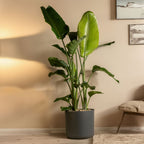Strelitzia Nicolai Xxl – Plante D'Intérieur