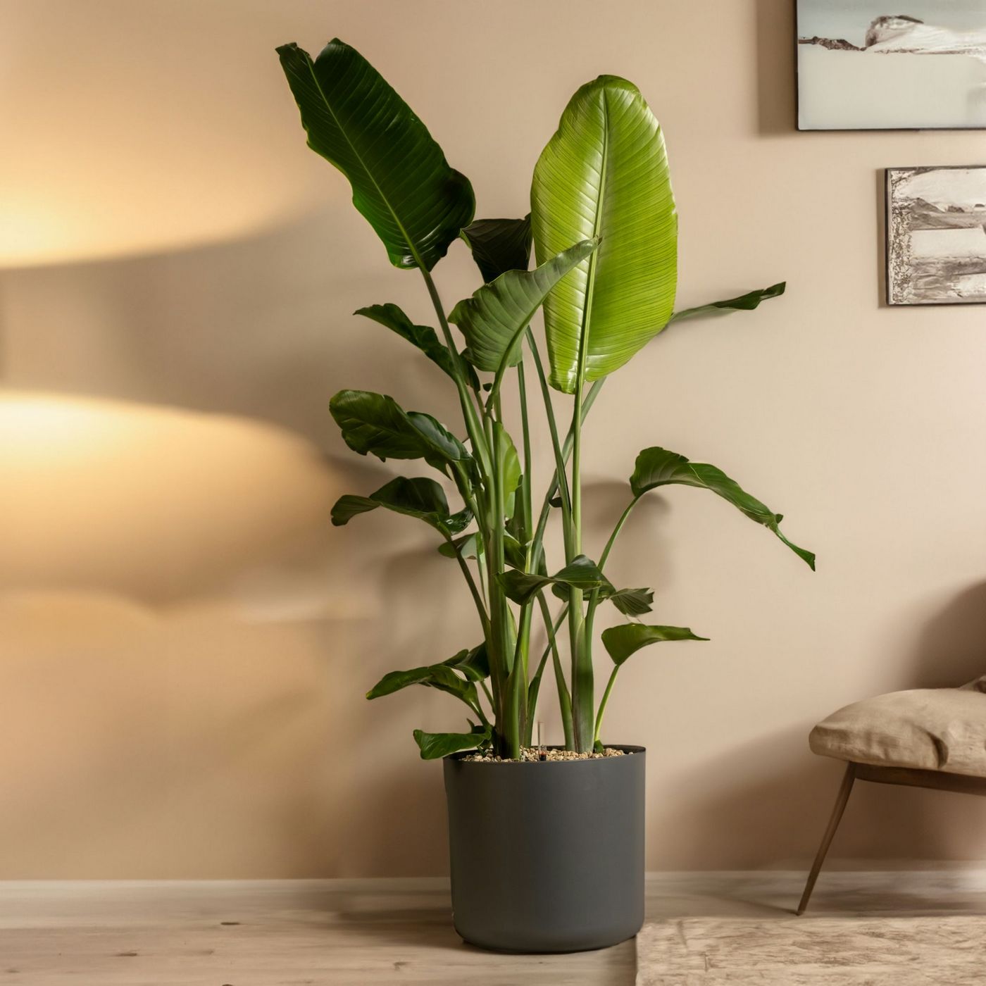 Strelitzia Nicolai Xxl – Plante D'Intérieur