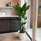 Strelitzia Nicolai Xxl – Plante D'Intérieur