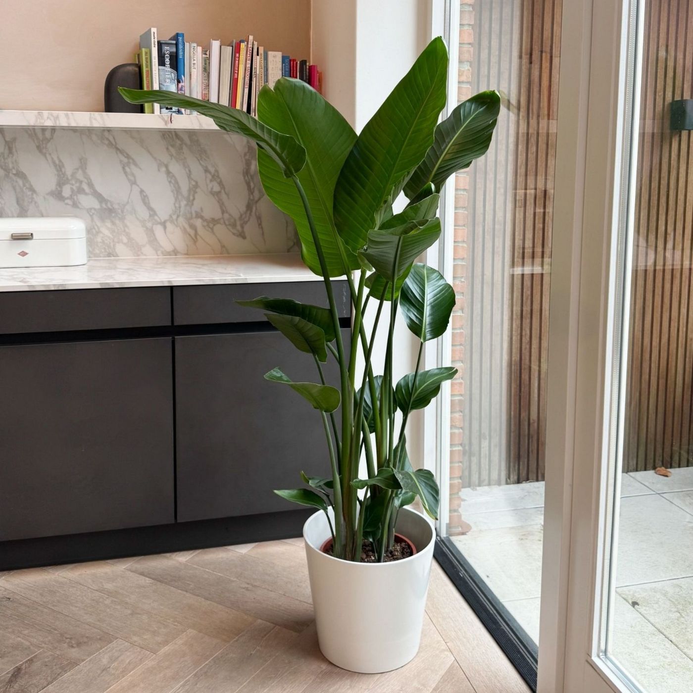 Strelitzia Nicolai Xxl – Plante D'Intérieur