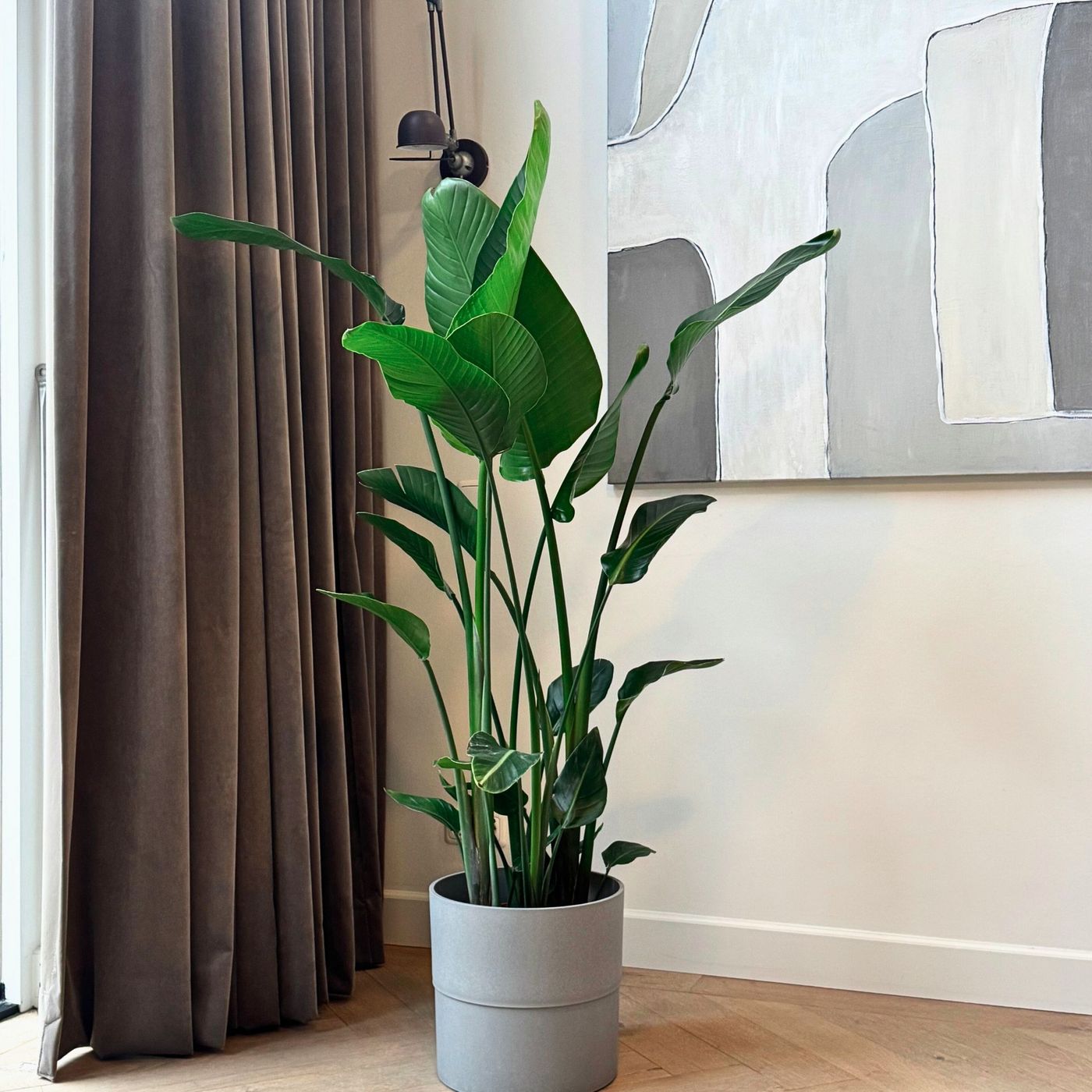 Strelitzia Nicolai Xxl – Plante D'Intérieur