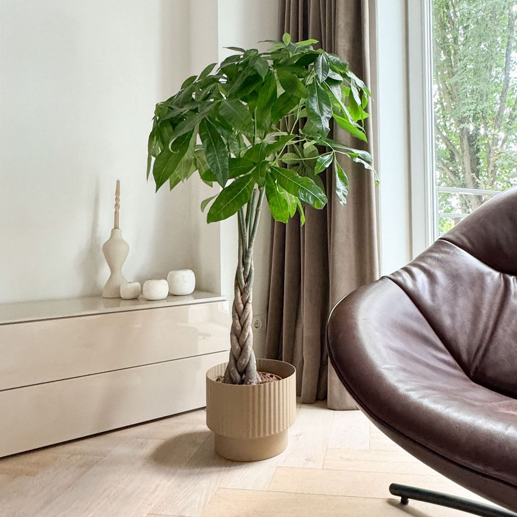 Pachira Arbre À Monnaie – Plante D'Intérieur
