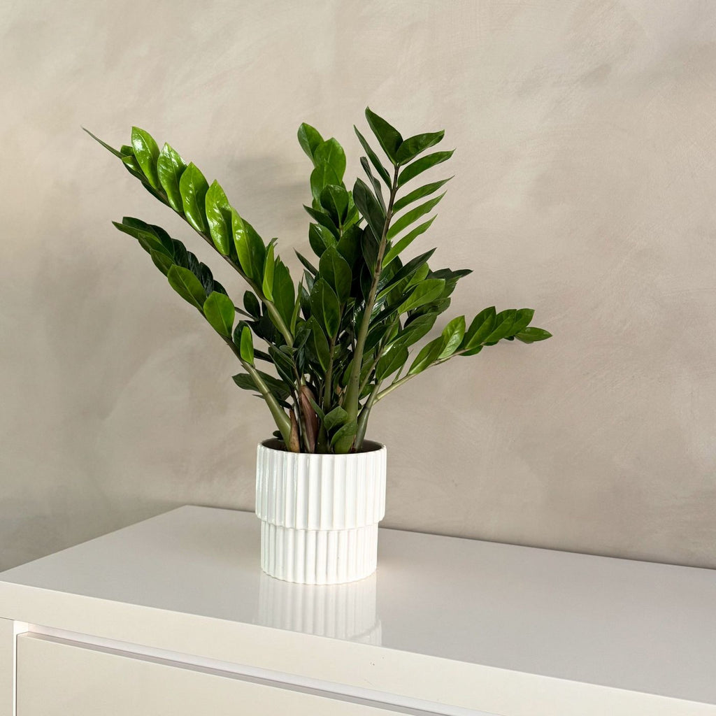 Zamioculcas Zz – Plante D'Intérieur