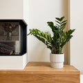Zamioculcas Zz – Plante D'Intérieur