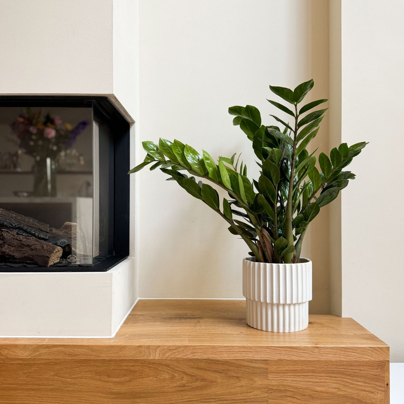 Zamioculcas Zz – Plante D'Intérieur