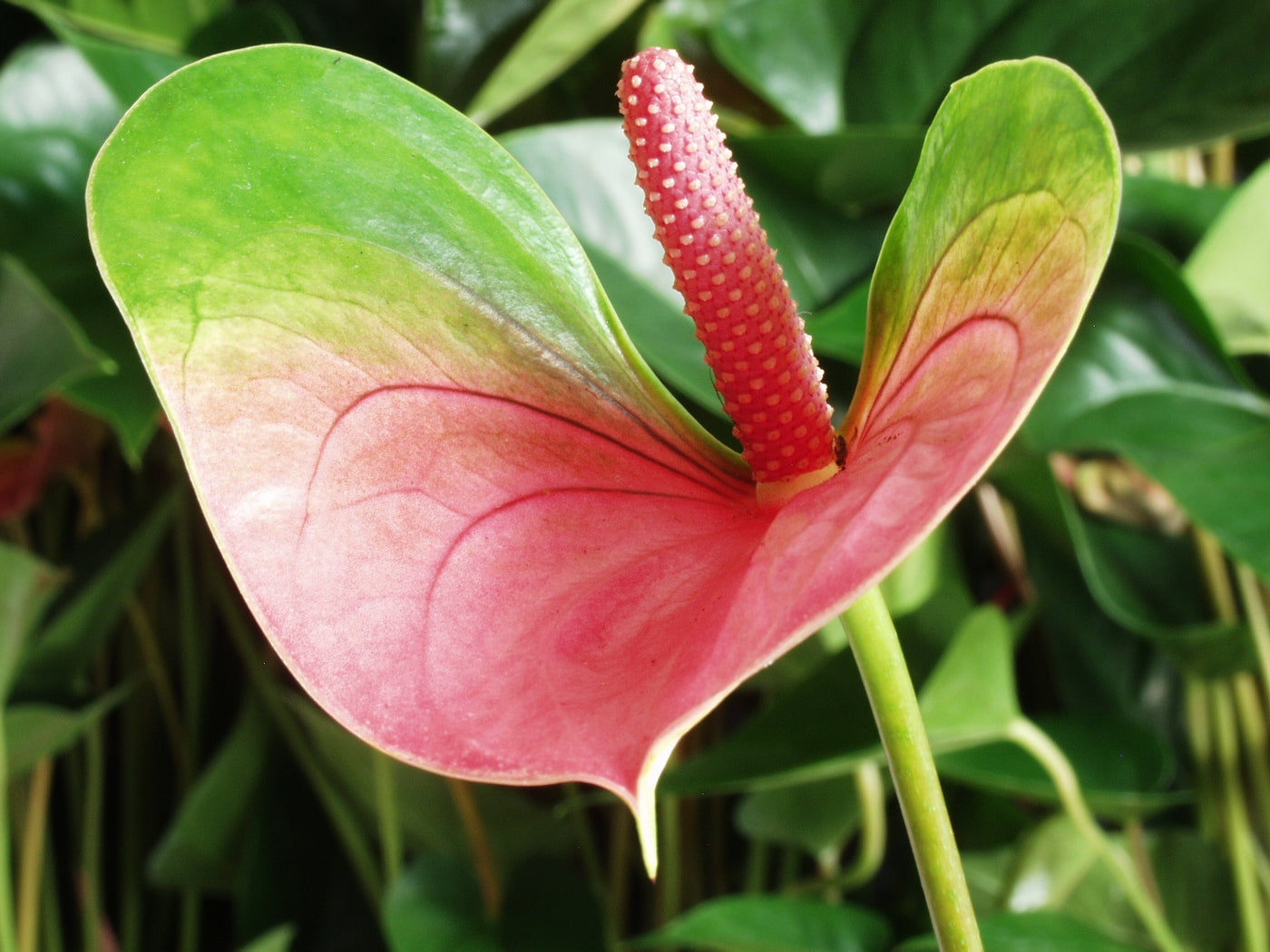 Anthurium Rose – Plante D'Intérieur